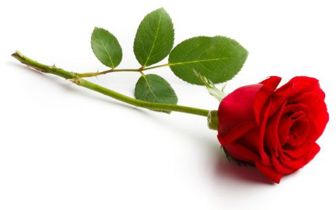 single-rose