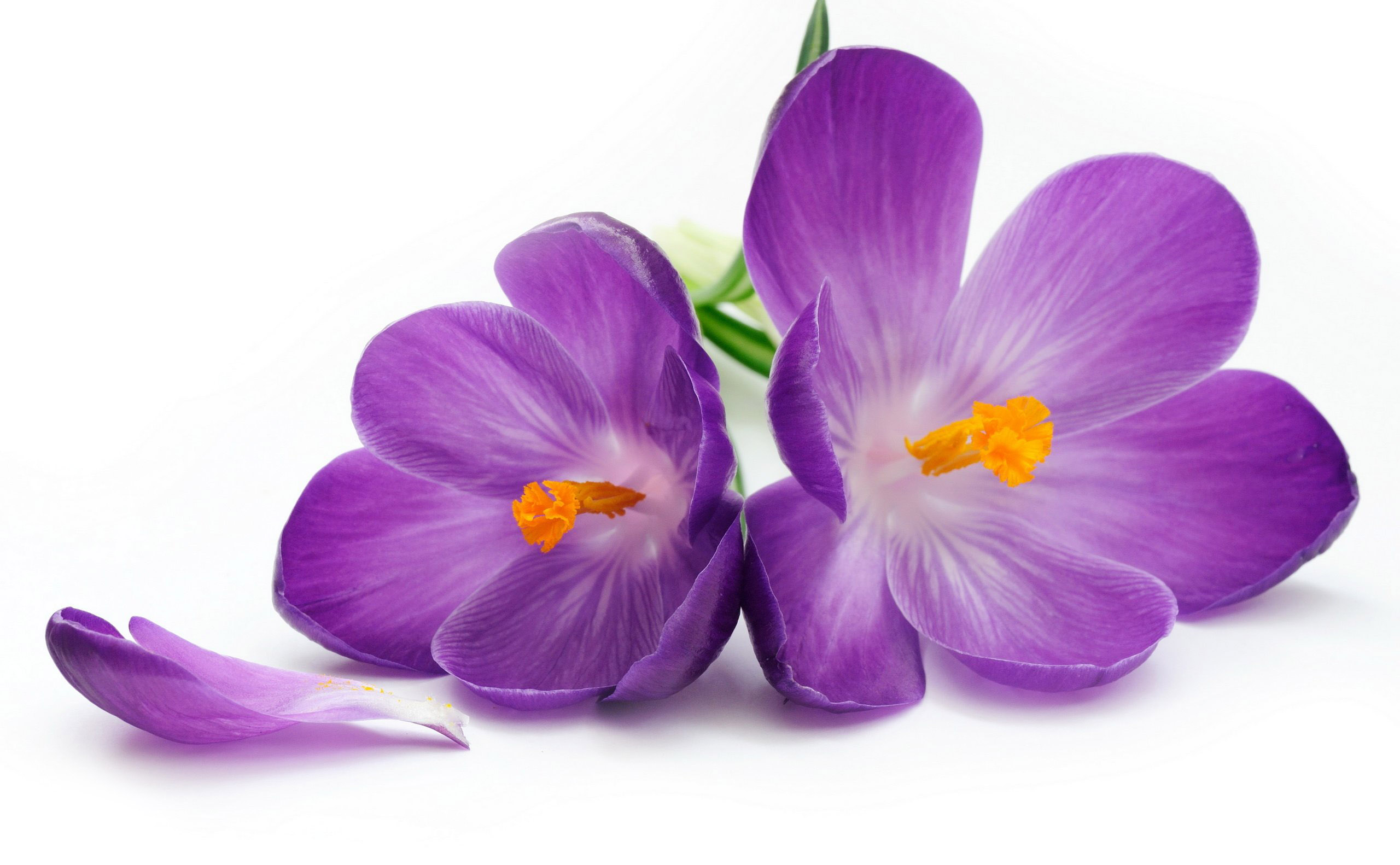violet